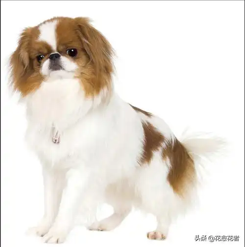 日本狆 japanese chin:用来暖手的狗