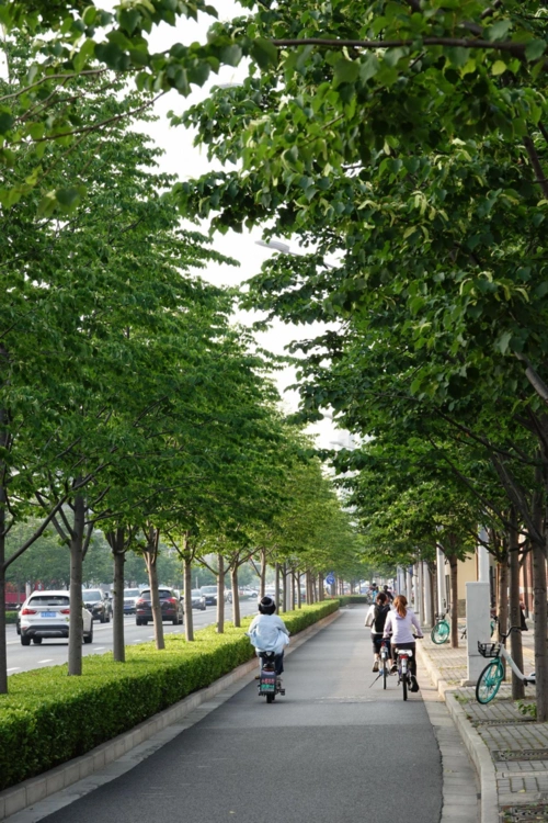 申城的行道树为什么会选择这些品种