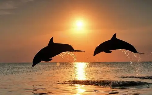 海豚桌面壁纸_萌哒哒的小海豚