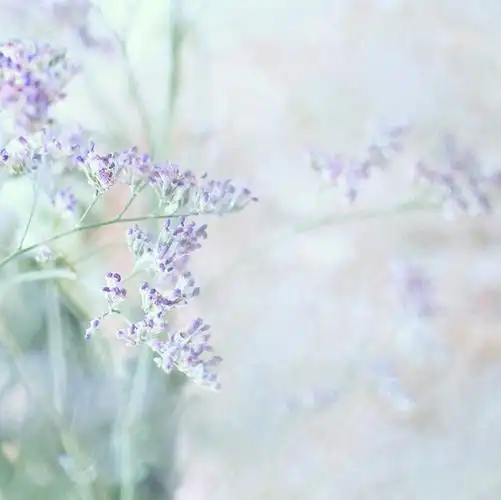 小清新唯美森系日系清新图片