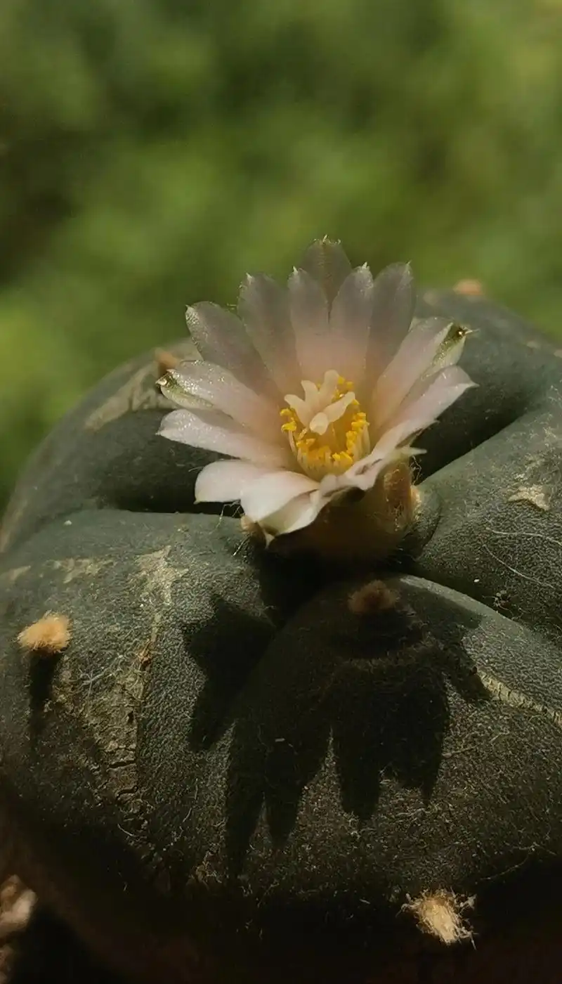 乌羽玉开花了,拍于2023.7.25.#仙人球开花 喜欢养花 - 抖音