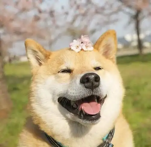 让人一看就觉得开心的头像图片