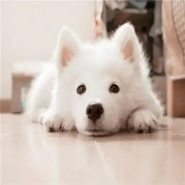 动物qq头像可爱搞笑萌