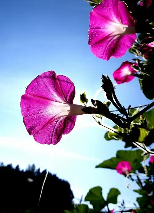 大自然恩赐百花来点缀世界!