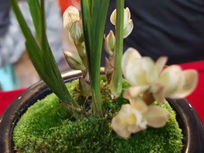 北京成交天价兰花