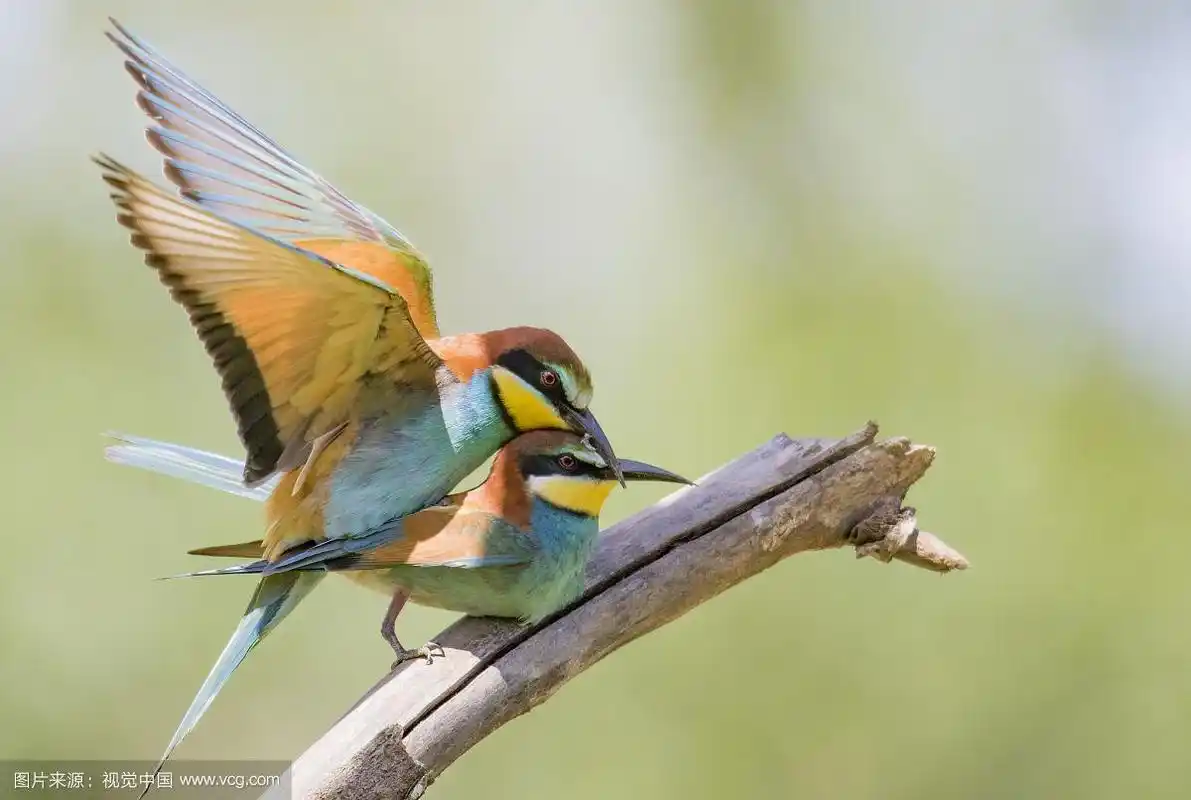 树枝上两只正在交配的鸟的特写