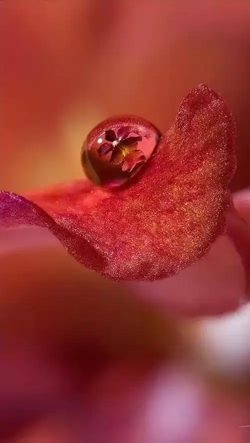 秋,露水与花蕾的共舞,真美!