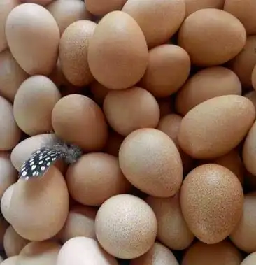 珍珠鸡蛋批发珍珠鸡养殖技术指导石头蛋撞蛋王鲜蛋