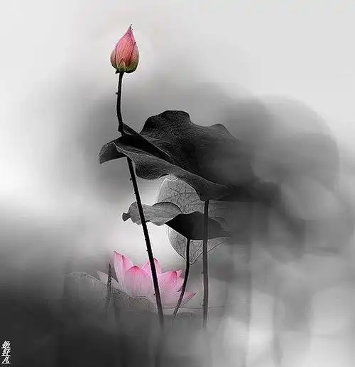 唯美 摄影 花卉 风,静静徜徉,如诗般宁静;雾,淡淡飘散