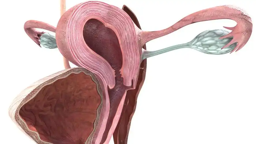 uterus 3d models