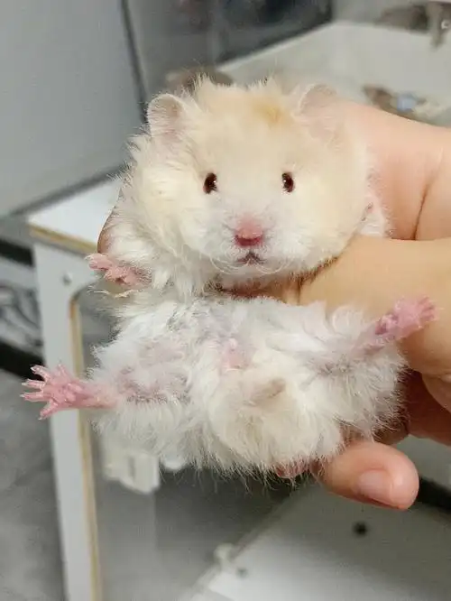 卷毛蜜波金丝熊待找新家领养坐标辽宁沈阳