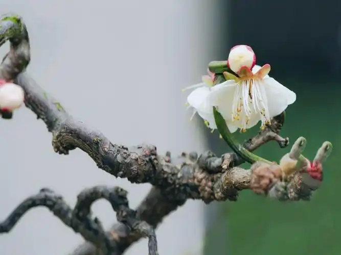 梅中精品—龙游梅 - 美篇