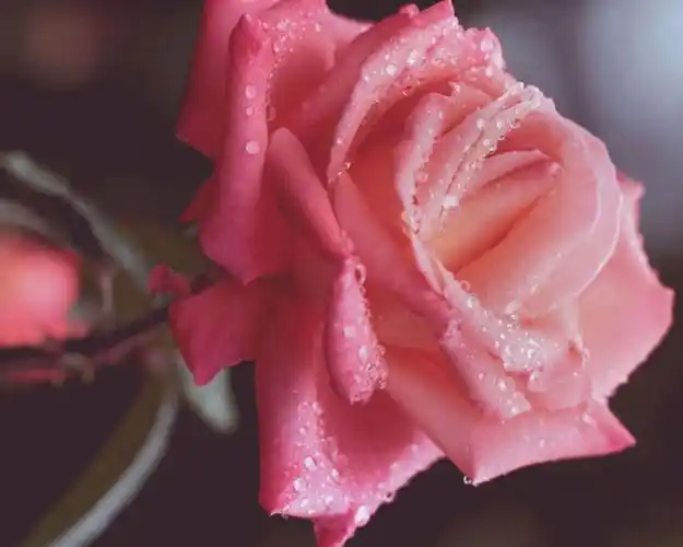 魅力的生肖(哪个生肖魅力强大)