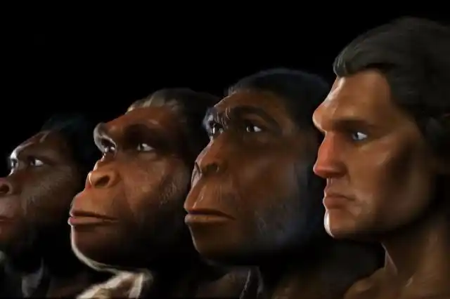 人类发现的化石,那么这个空白期,我们就可以按照进化论的观点被填补上