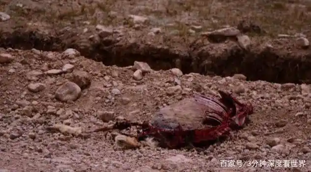 女大学生可可西里失联,无人区里到底隐藏着多少危险?