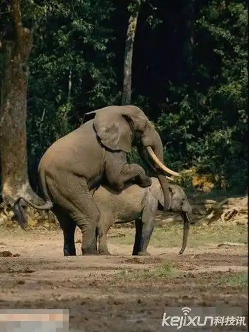 十大最不可思议动物行为难度系数有点高