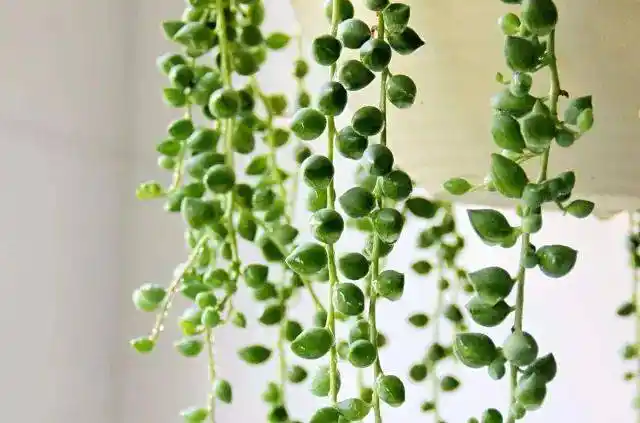 情人泪(情人泪图片)