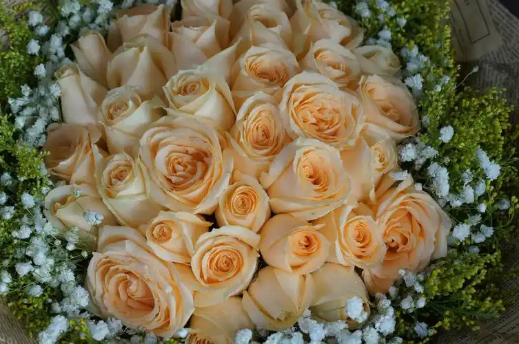 33枝香槟玫瑰花厦门鲜花店同城鲜花速递爱情生日鼓浪屿鲜花速递同城