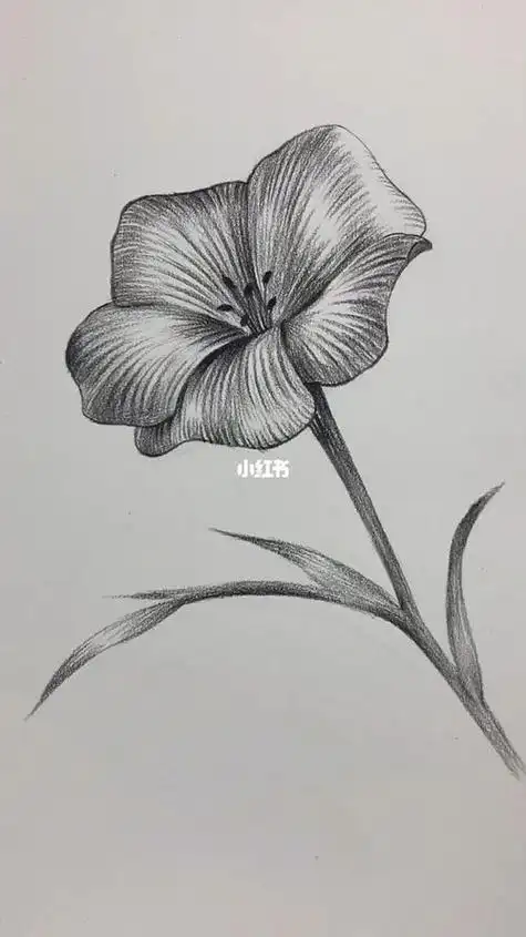 花的素描画图片大全 花的素描画图片大全手绘 | 多想派