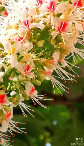 焦山菩提花盛开.