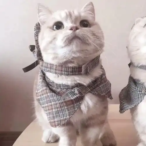 猫咪情侣头像喜欢带走