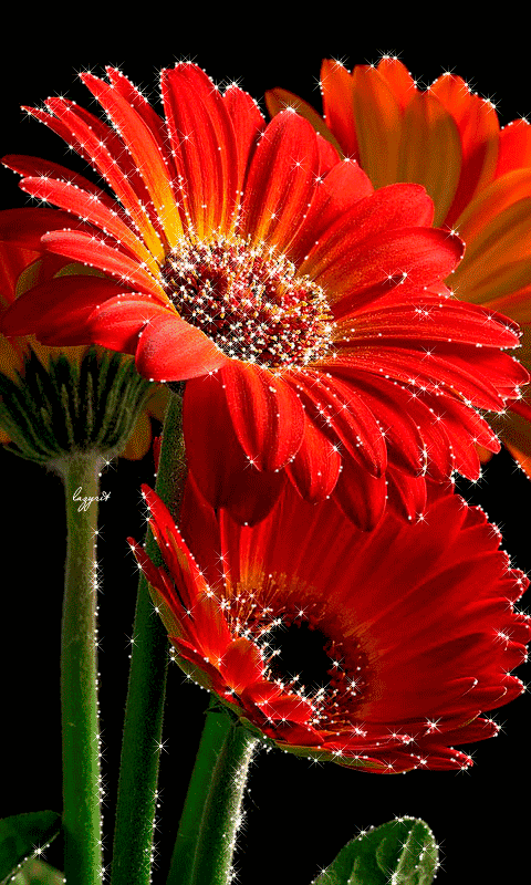 动态壁纸桌面可爱(动态桌面壁纸 可爱)