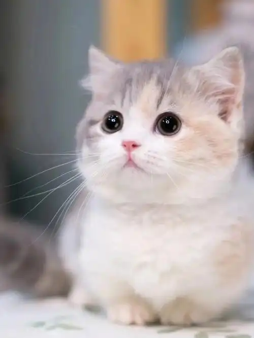 超04级可爱的萌萌萌小猫