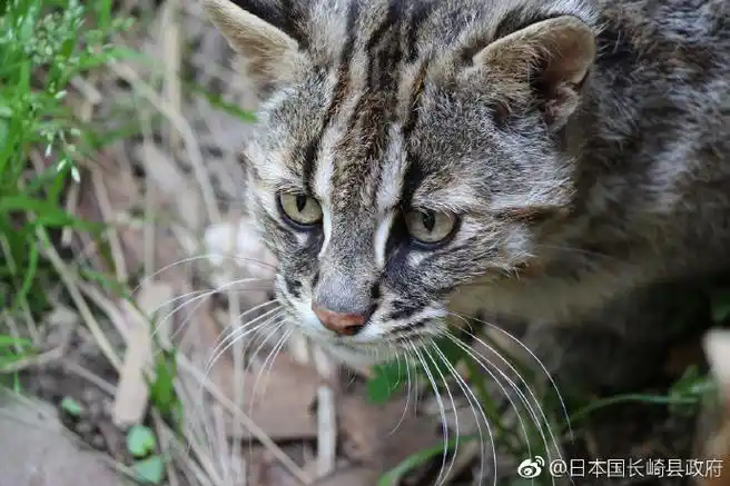 长崎#对马山猫,顾名思义就是只生存在长崎县对马市的野生山猫,是濒临