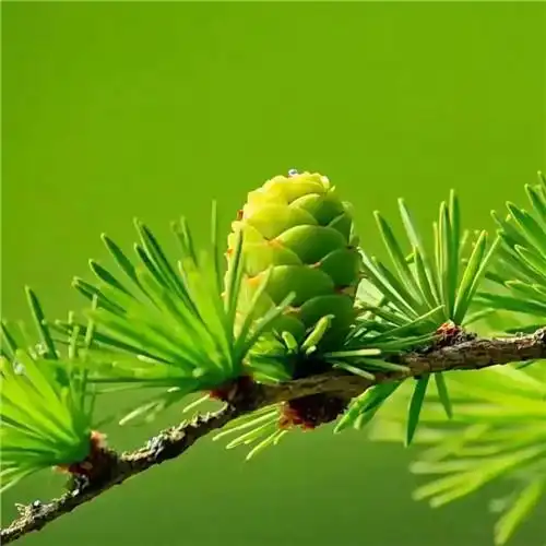 清新绿色好看的头像图片 清新自然非常养眼_风景头像_头像屋