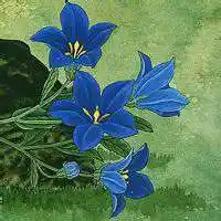 好看的花的图片 淡雅唯美_微信头像图片大全