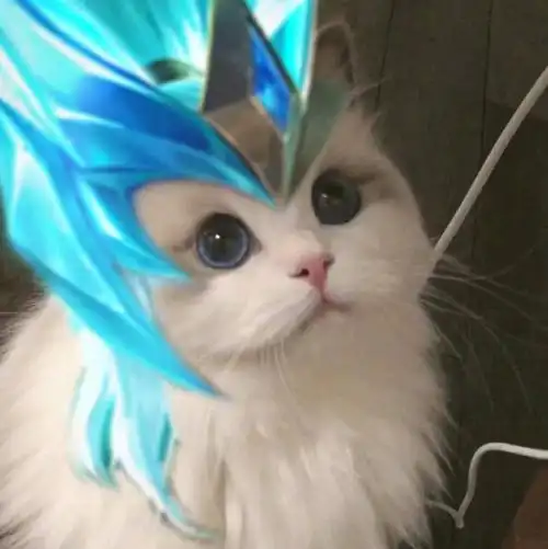 王者荣耀五神兽猫咪头像