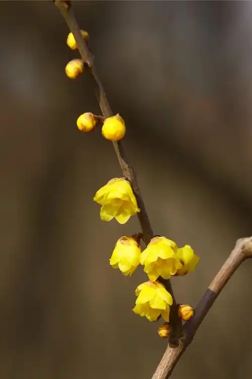 冬日的腊梅花真美!(相机拍摄)