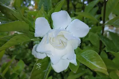 新雨初霁,栀香如酥,绿叶滴翠,酷暑全消.