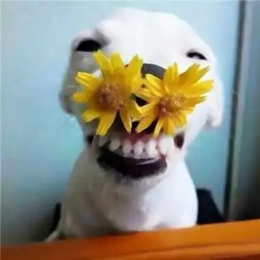 情侣头像奇葩搞笑一对两张高清情侣逗比头像搞笑两张图片