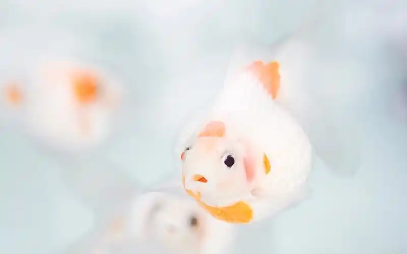 清爽干净白色小清新电脑桌面壁纸-风格壁纸-手机壁纸下载-美桌网