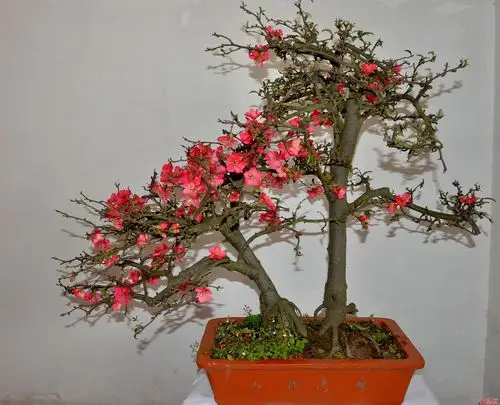 自培海棠盆景