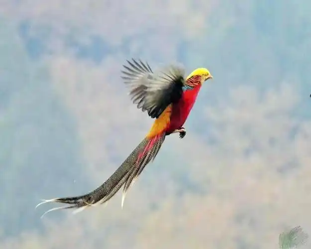 神奇的天堂鸟前世修来金羽毛吉祥如意伴君飞