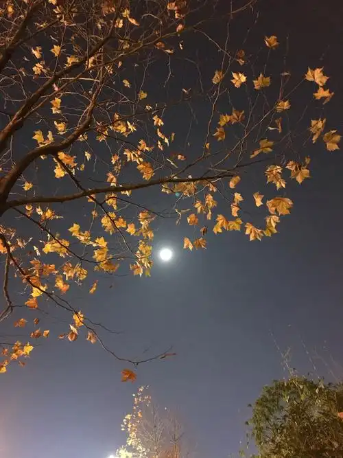 观山湖月夜我和月亮的约会(手机随手拍为确保真实记录故不作任何修图)