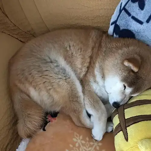 15岁柴犬躺在主人怀里入睡,就像回到小时候,睡相超级可爱!