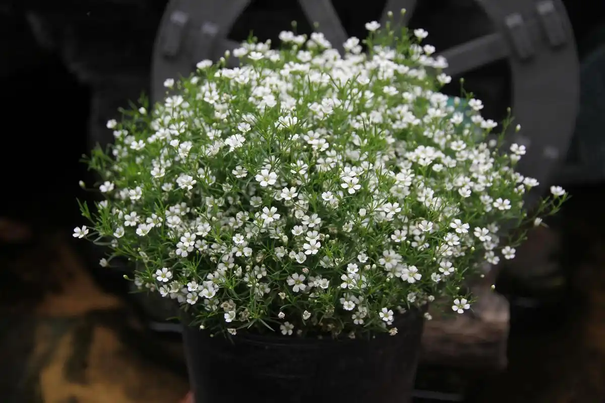 浇水多久一次?盆栽满天星浇水全攻略