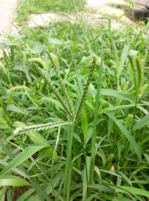 中草药牛筋草简介