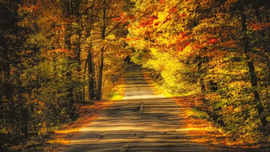 风景 秋天 树,路,秋天,黄叶 壁纸 树,路,秋天,黄叶 桌布 - 1920x1080