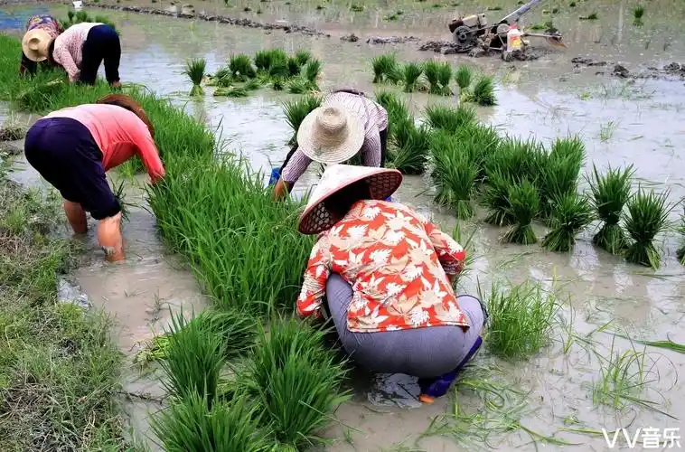 《拔秧图》