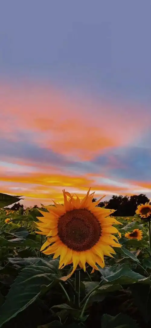 向阳而生,唯美的向日葵壁纸,全屏高清无水印_网易订阅