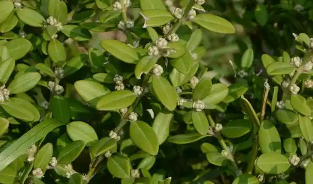 p>小叶黄杨(学名: i>buxus sinica  /i>(rehd. et wils.