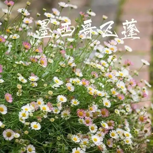 识花墨西哥飞蓬