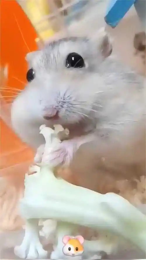 小仓鼠吃东西好蠢萌,小嘴停不下来,网友:你多吃点,胖了才可爱