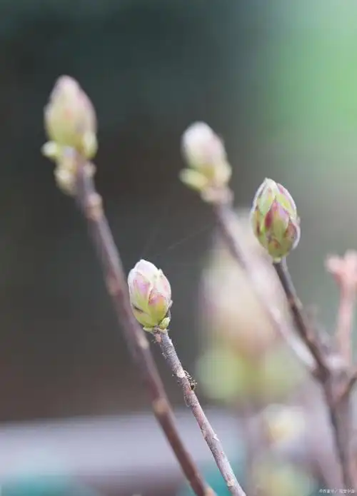 是蔷薇科落叶小乔木,绿梅就是绿萼梅,绿萼梅也叫白梅花,白梅花也是