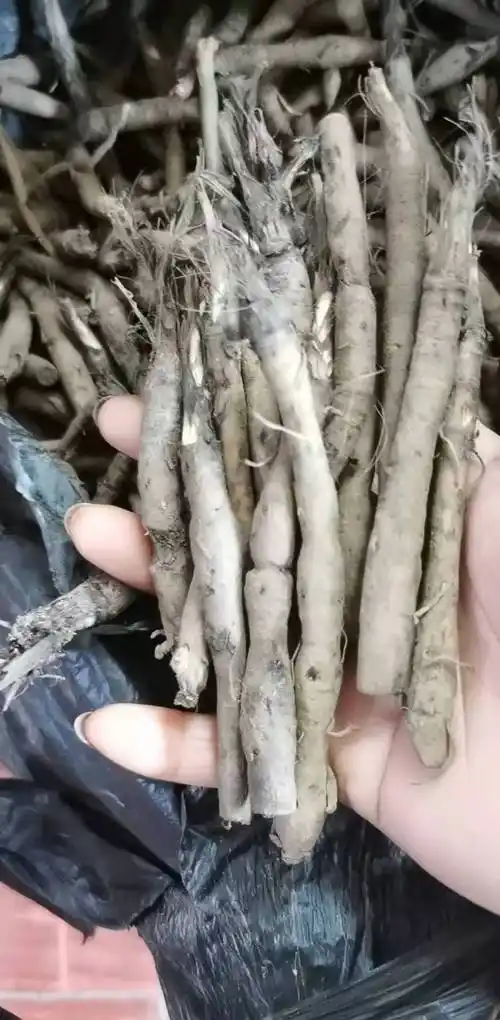 贵州中药材仙茅根500g原药独脚仙茅苗地棕根独角仙毛仙矛