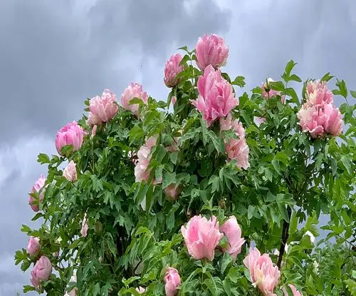 太阳岛公园牡丹花